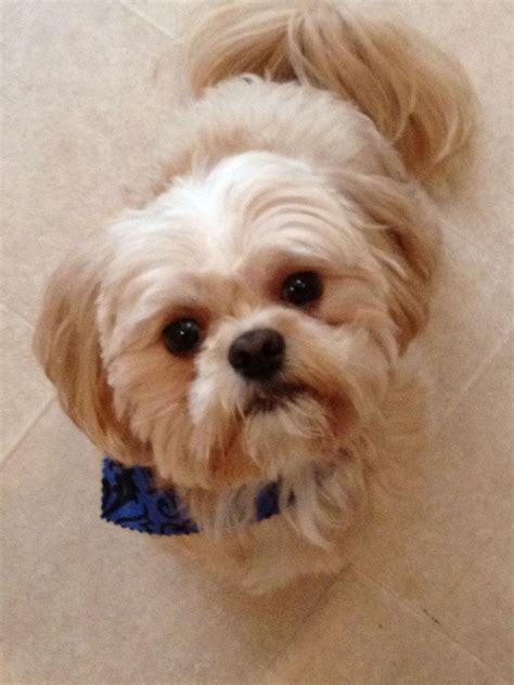 Shih Tzu Poodle Hairstyles