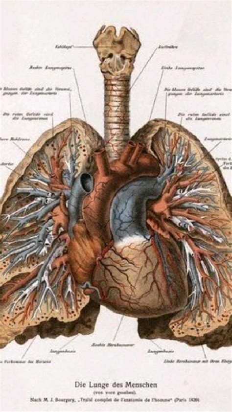 Lung diagram labeled – Artofit