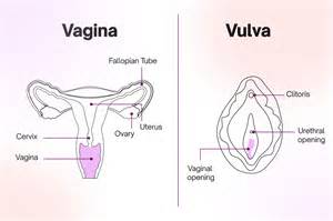 vagina anatomy function