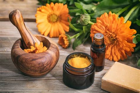Plantas Cicatrizantes E Anti-inflamatórias - Plantas cicatrizantes e anti-inflamatórias | Blog da Cobasi