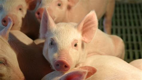 carne de cerdo en canal detalles del precio agronegociosco