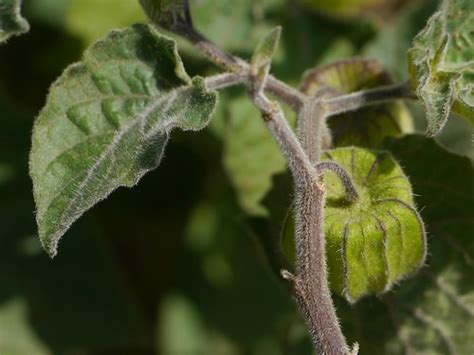 peruvian groundcherry solanaceae solanum nightshade  flickr