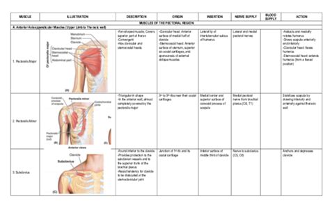 (PDF) MUSCLE ILLUSTRATION DESCRIPTION ORIGIN INSERTION NERVE SUPPLY ...
