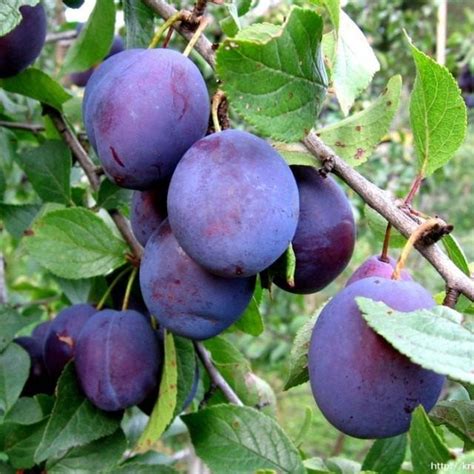 Слива — посадка и уход | Pflanzideen, Pflanzen, Garten