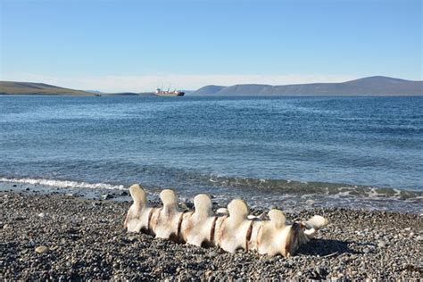 Lavrentiya Photos - Featured Images of Lavrentiya, Chukotka Autonomous ...
