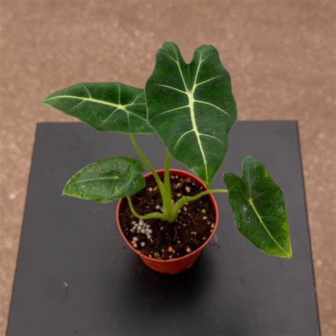 Alocasia micholitziana 'Velvet Elvis' - Gabriella Plants
