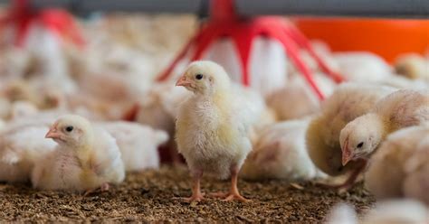 Poultry Farming: What Is It and Why Is Poultry Farming Bad? Laying Hens ...