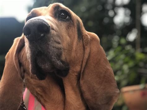 201 best r/bloodhound images on Pholder | You got games on your phone