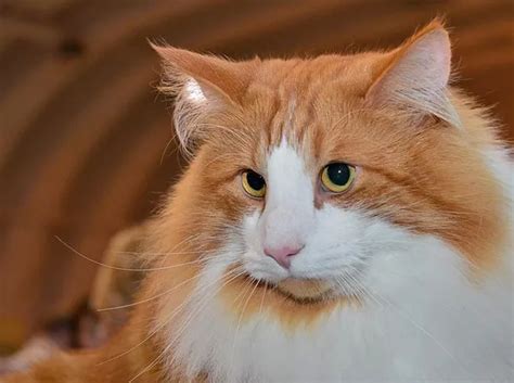 How Do Calico Cats Reproduce？ - Mtedr.com