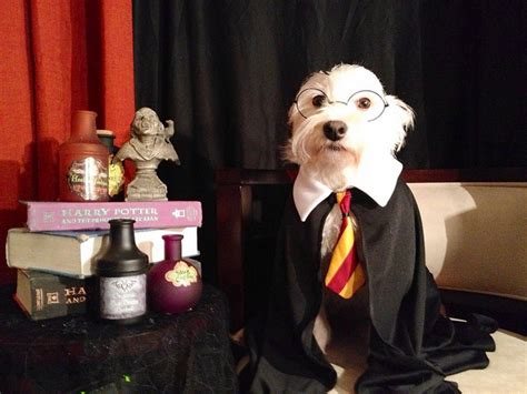 37 Photos of Pets in Costumes to Get You Stoked For Halloween