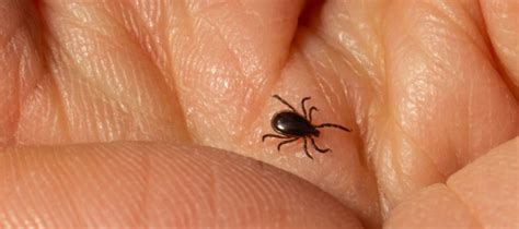 small black tick identification control guide abc blog