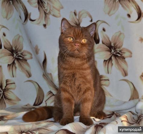 редкий окрас кота в Кирове