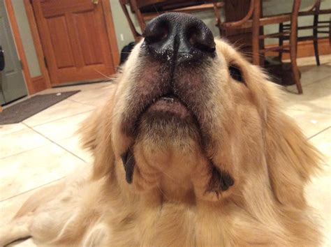Why Is My Dogs Nose Losing Pigment