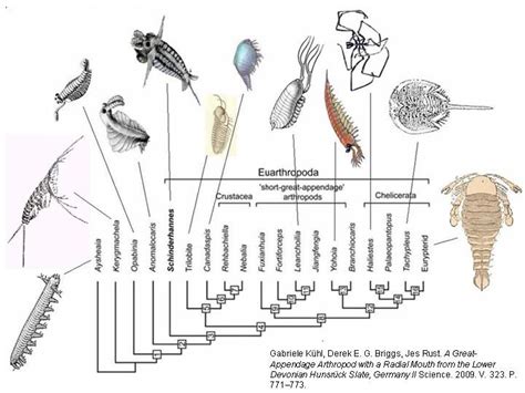 PARALLELISMS DURING MAJOR EVOLUTIONARY TRANSITIONS Process Of Evolution ...