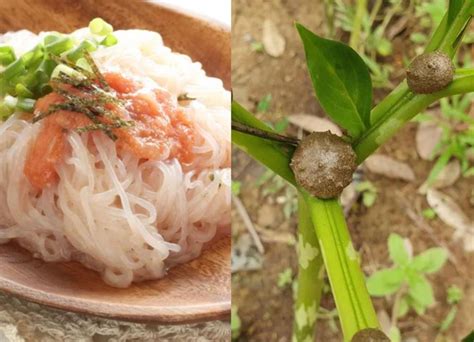 quest ce  le konjac  vous dit tout