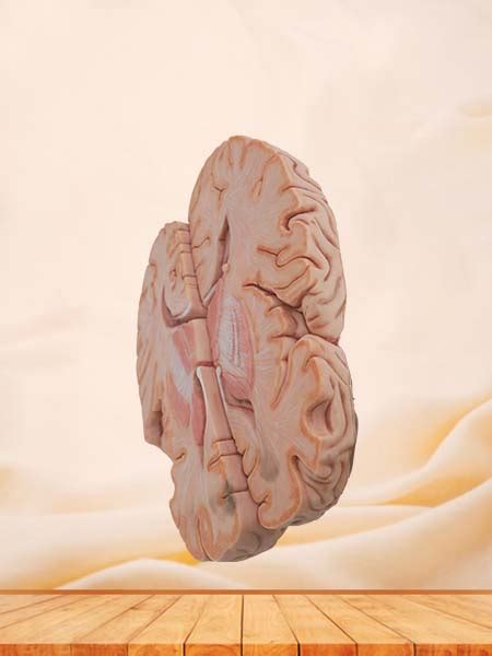 horizontal section  brain anatomy model