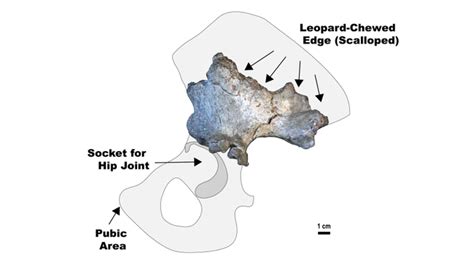 ideal penis size depends  height genital evolution  science