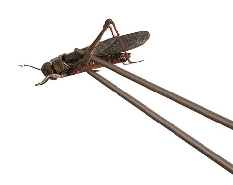 Cricket and chopsticks on transparent background. Edible insects, as
