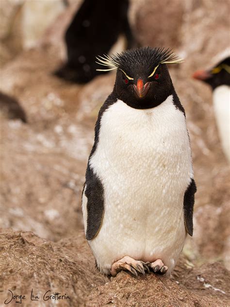 Pingüino Penacho Amarillo (Eudyptes chrysocome) - EcoRegistros