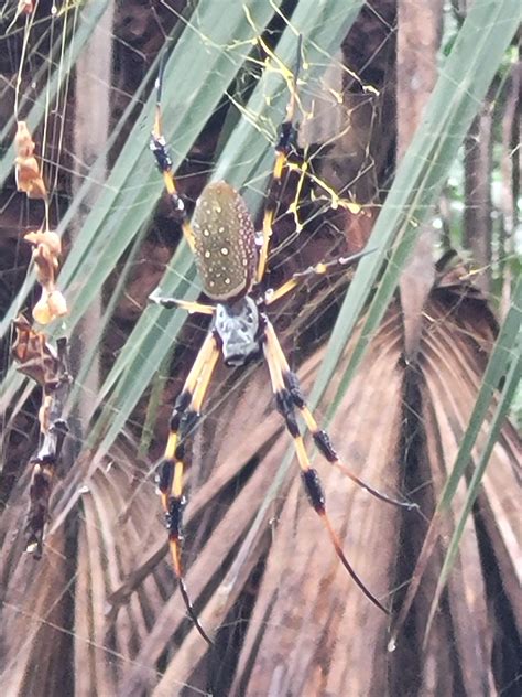 The biggest banana? : r/Entomology