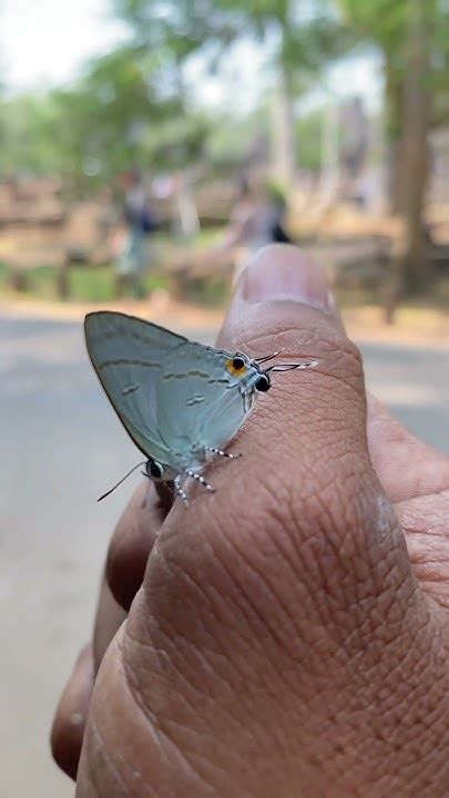 butterfly youtube