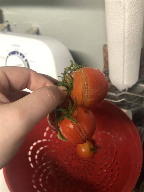 Split tomatoes safe to eat? : r/vegetablegardening
