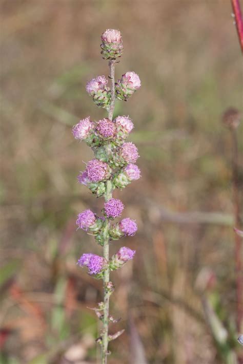 Sow Wild Natives-Bottlebrush Blazing Star (Liatris mucronata)