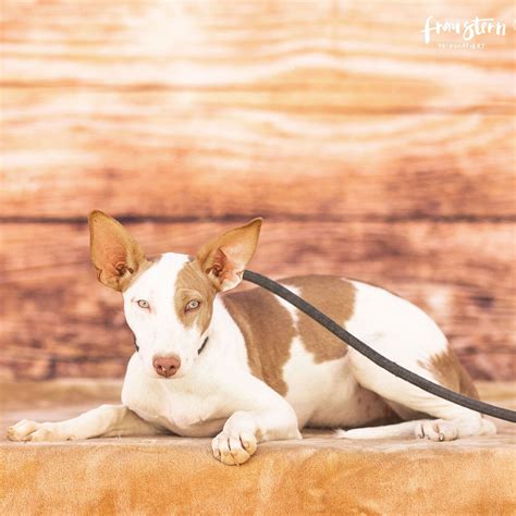 Podenco Andaluso – podencosangels