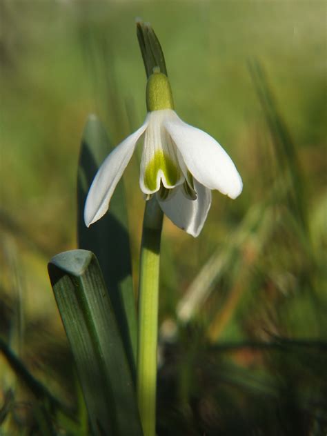 Sněženka - Fotogalerie Digimanie