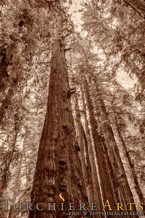 Redwood Tree Art, Landscape Photography, Coastal California Photography ...