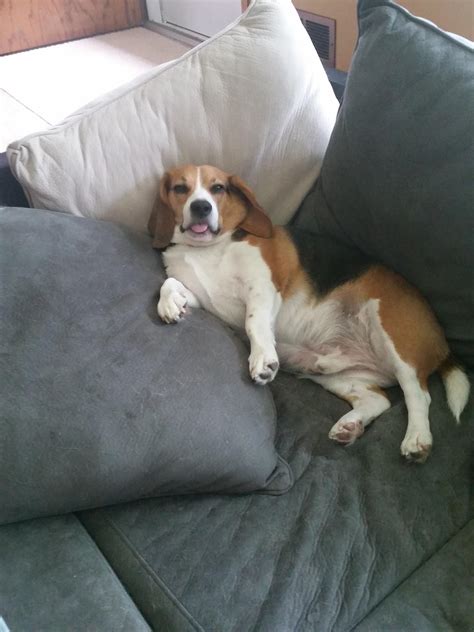 Thug life : r/beagle