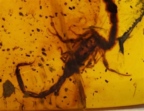 Rare Burmese Amber Scorpion Pair 8332180357342 — In Stone Fossils