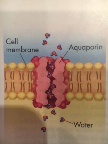 AP BIOLOGY - UNIT 2 - 2.6 Membrane Transport Flashcards | Quizlet 