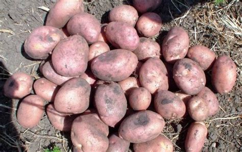 Картофель Романо: характеристика сорта и особенности выращивания