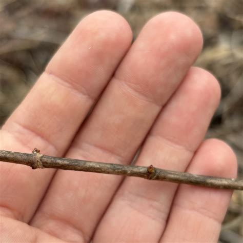 hydrangea pruning how to 7