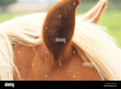 closeup horses ears stock photo alamy