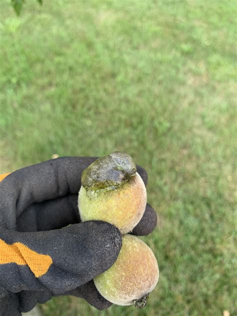 Peaches Oozing Clear Sap - General Fruit Growing - Growing Fruit