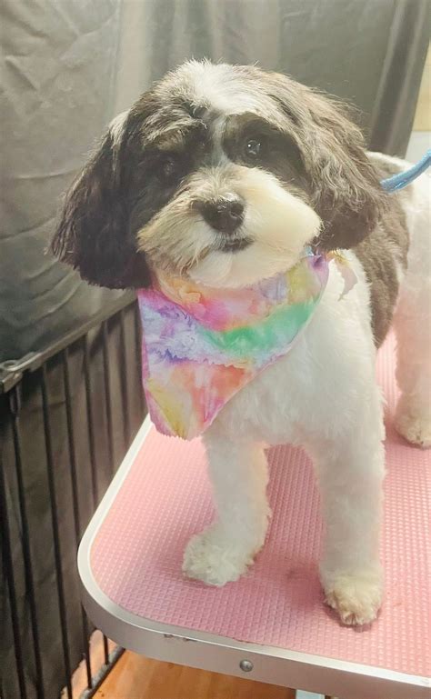 West Hartford Dog Park Coalition | Facebook