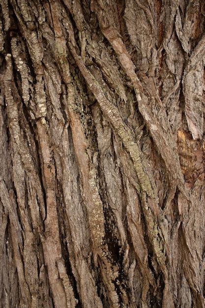 premium photo closeup view  natural wood texture