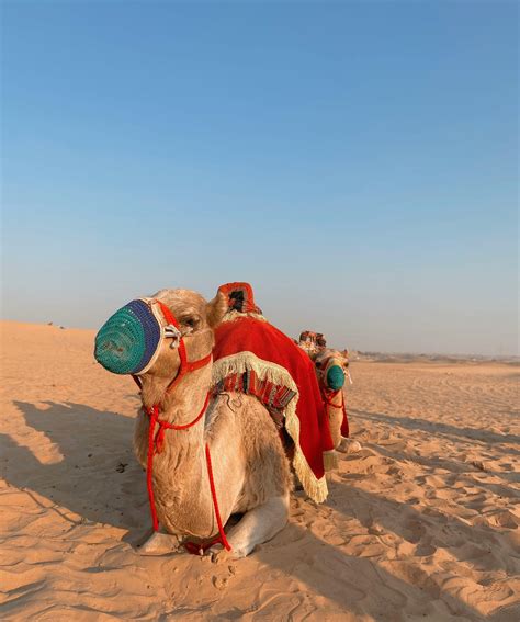 13,816+ Best Free Rajasthan desert Stock Photos & Images · 100% Royalty ...