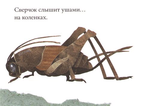«Есть хвосты, чтобы вилять, угрожать и щеголять…» | Папмамбук