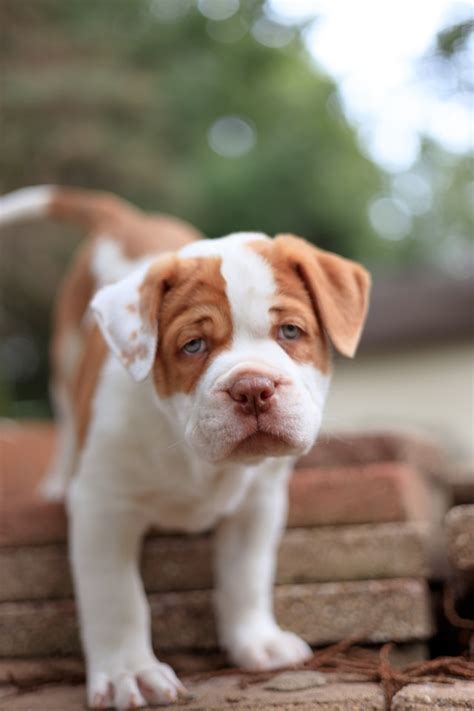 Pit Bulls A Misunderstood Breed - Life Conceptual