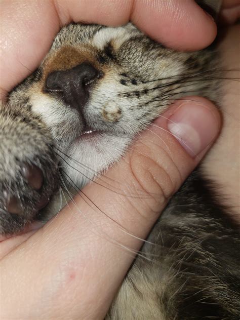 a lump on my 3 month old kittens lip | TheCatSite