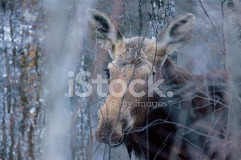 Moose In Winter Stock Photo | Royalty-Free | FreeImages