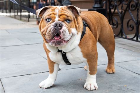 Dog Breed Quiz - Doquizzes