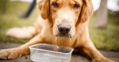 Why Do Dogs Spit Their Food? All You Need to Know! - WeWantDogs