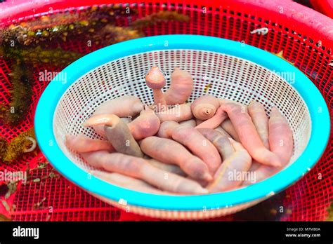 Urechis unicinctus hi-res stock photography and images - Alamy
