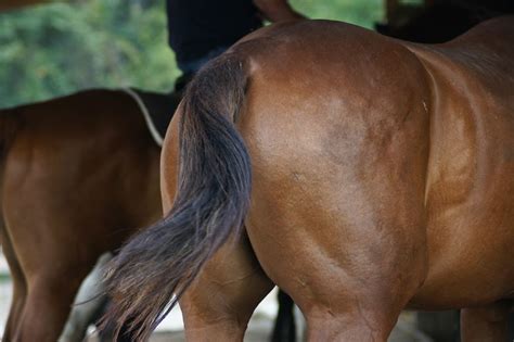 horse butt paul  everett flickr