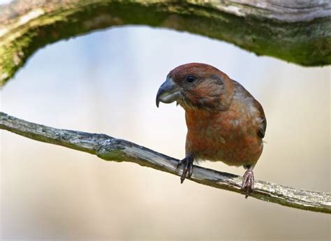 Шишкар сосновий (Loxia pytyopsittacus, клёст-сосновик)
