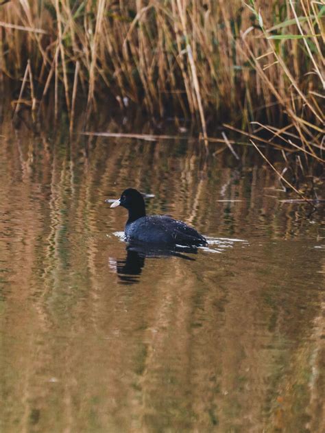 Eurasian Coot from Barcelona, Spain on November 16, 2023 at 11:43 AM by ...